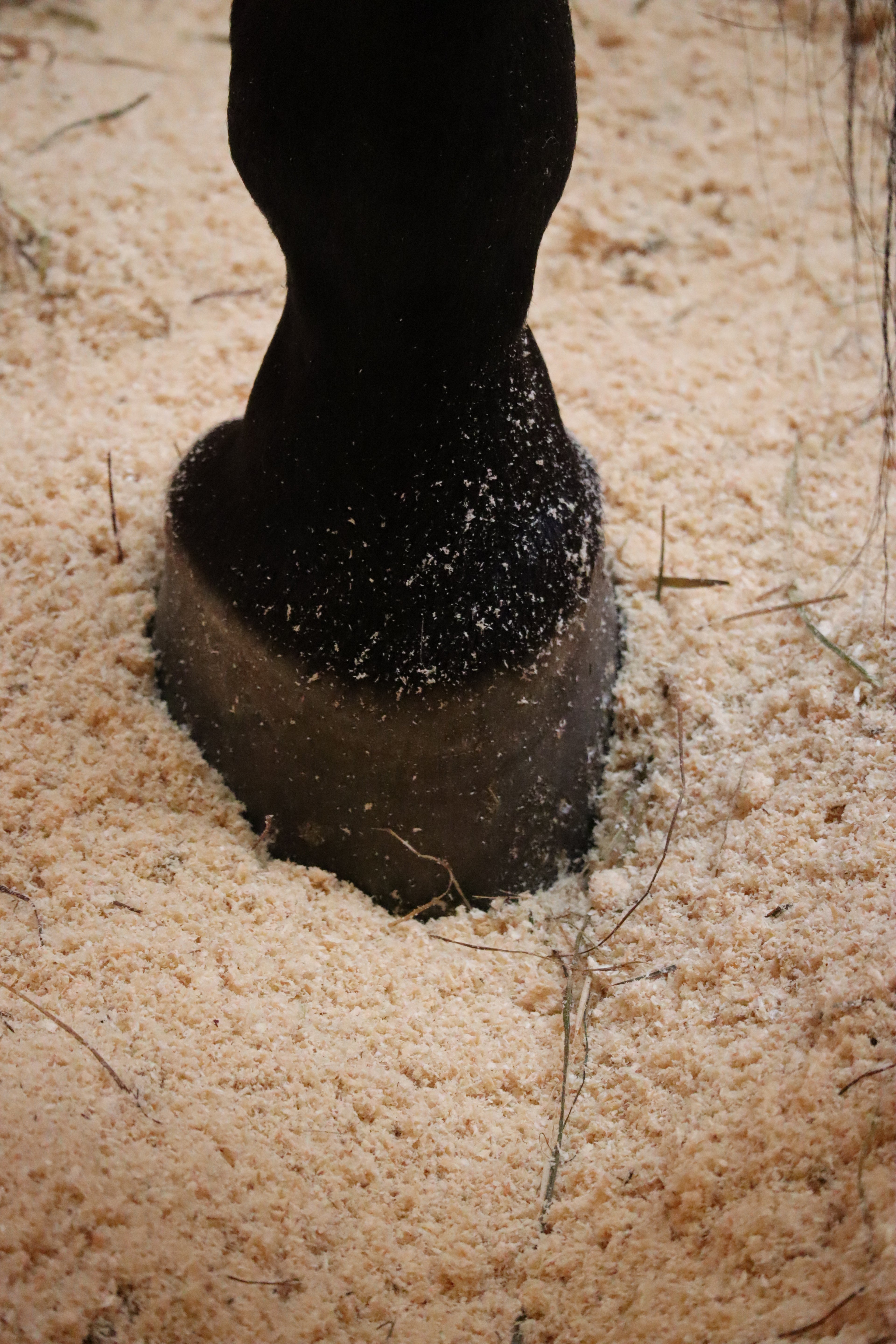 SCA Stallpellets 14 kg