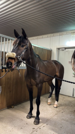 Helklippning Ponny
